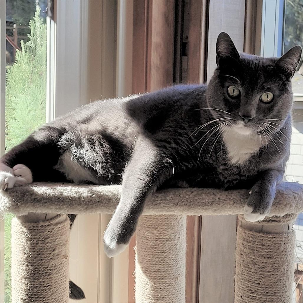 Benny Lew, Adoptable, Senior Male Domestic Short Hair.