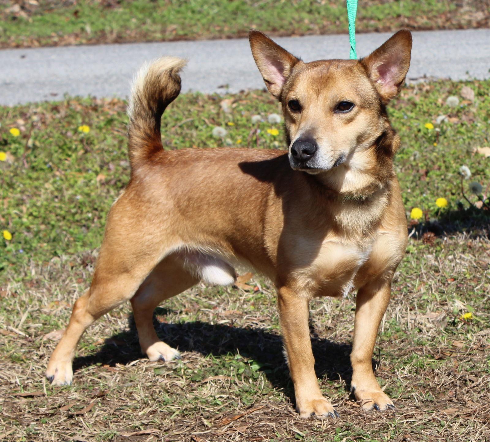 Greg 43120, Adoptable, Young Male Corgi & Terrier.