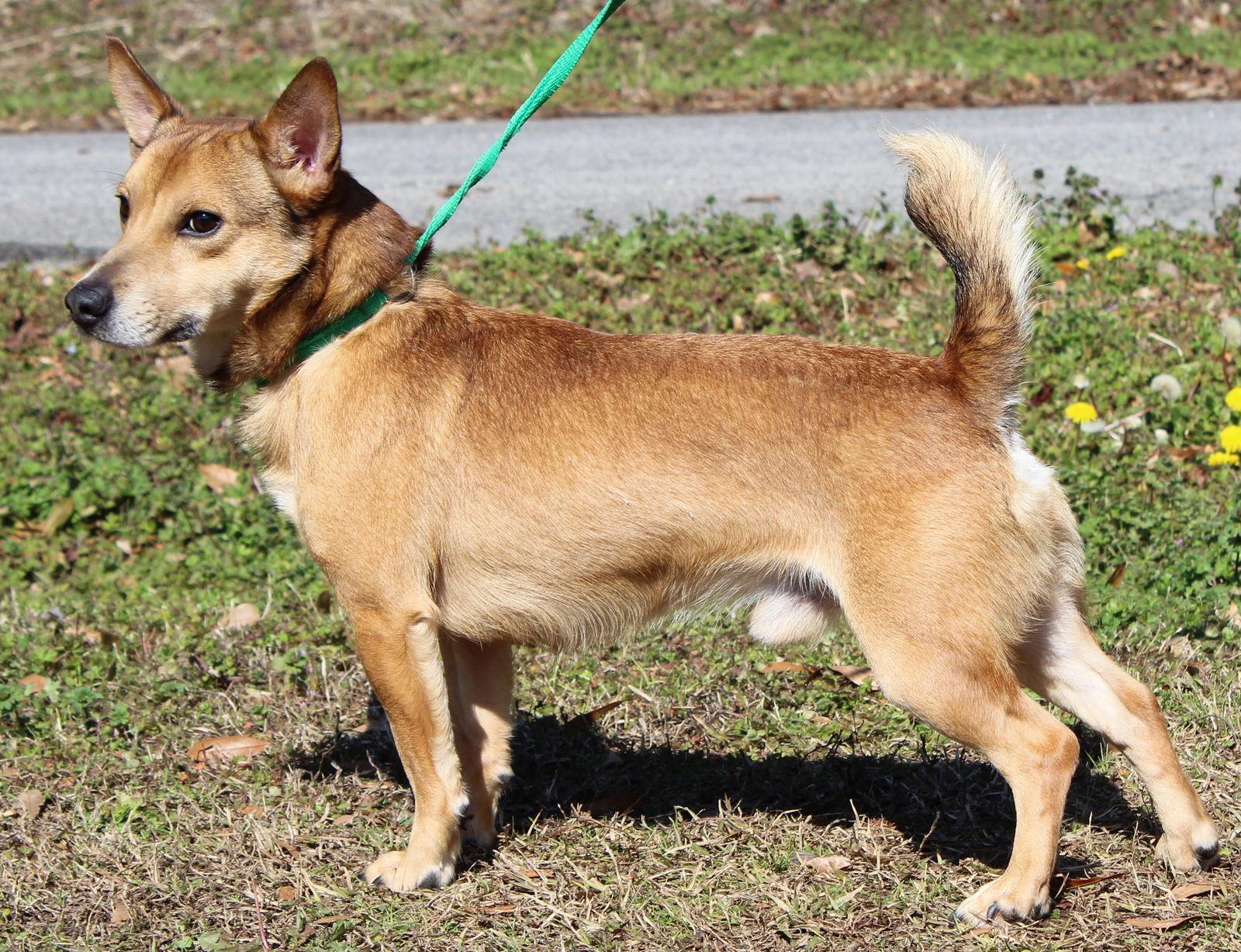 Enlarge Greg 43120, a Adoptable mixed breed in Prattville, AL image 2/3