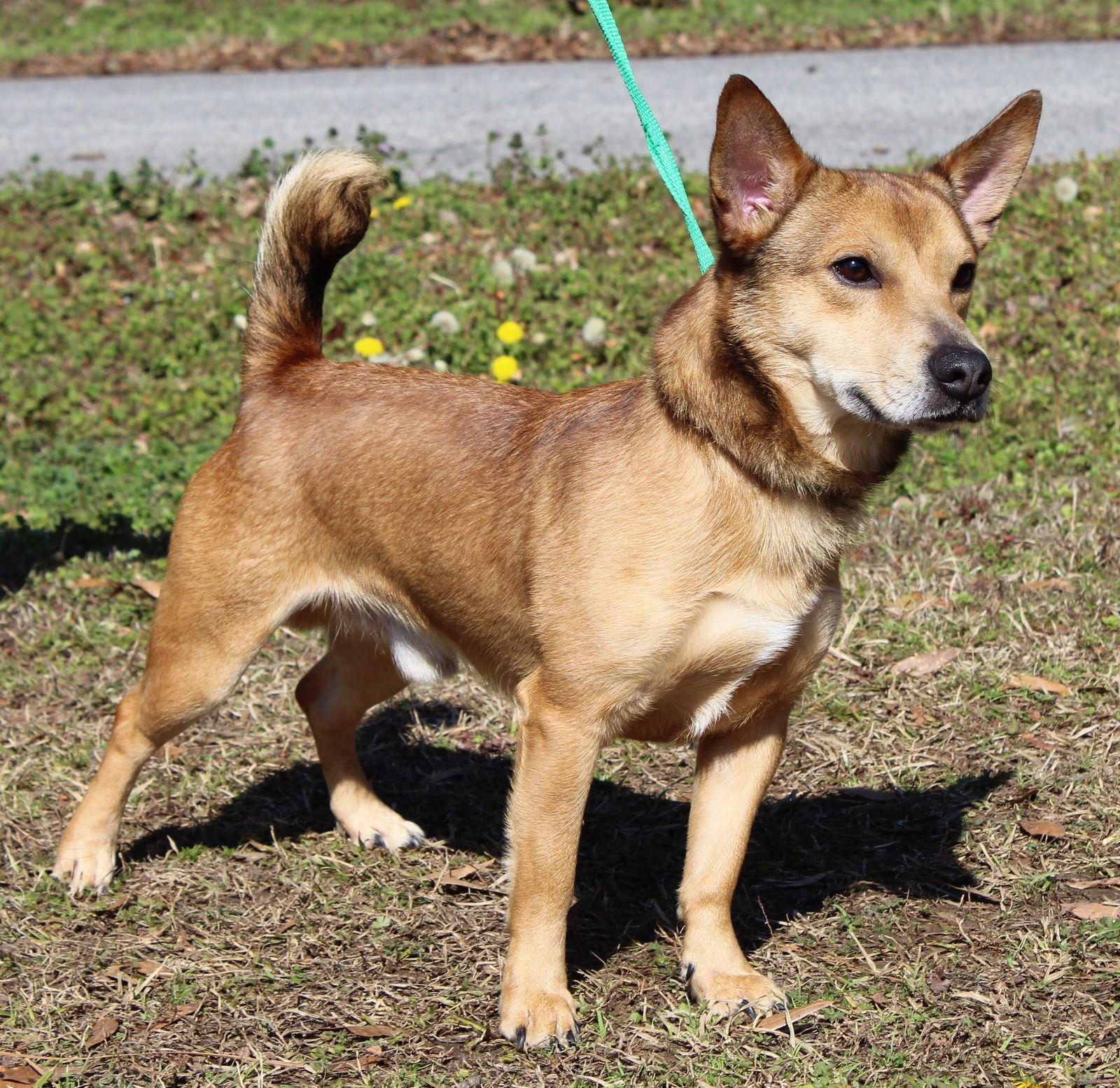 Enlarge Greg 43120, a Adoptable mixed breed in Prattville, AL image 3/3