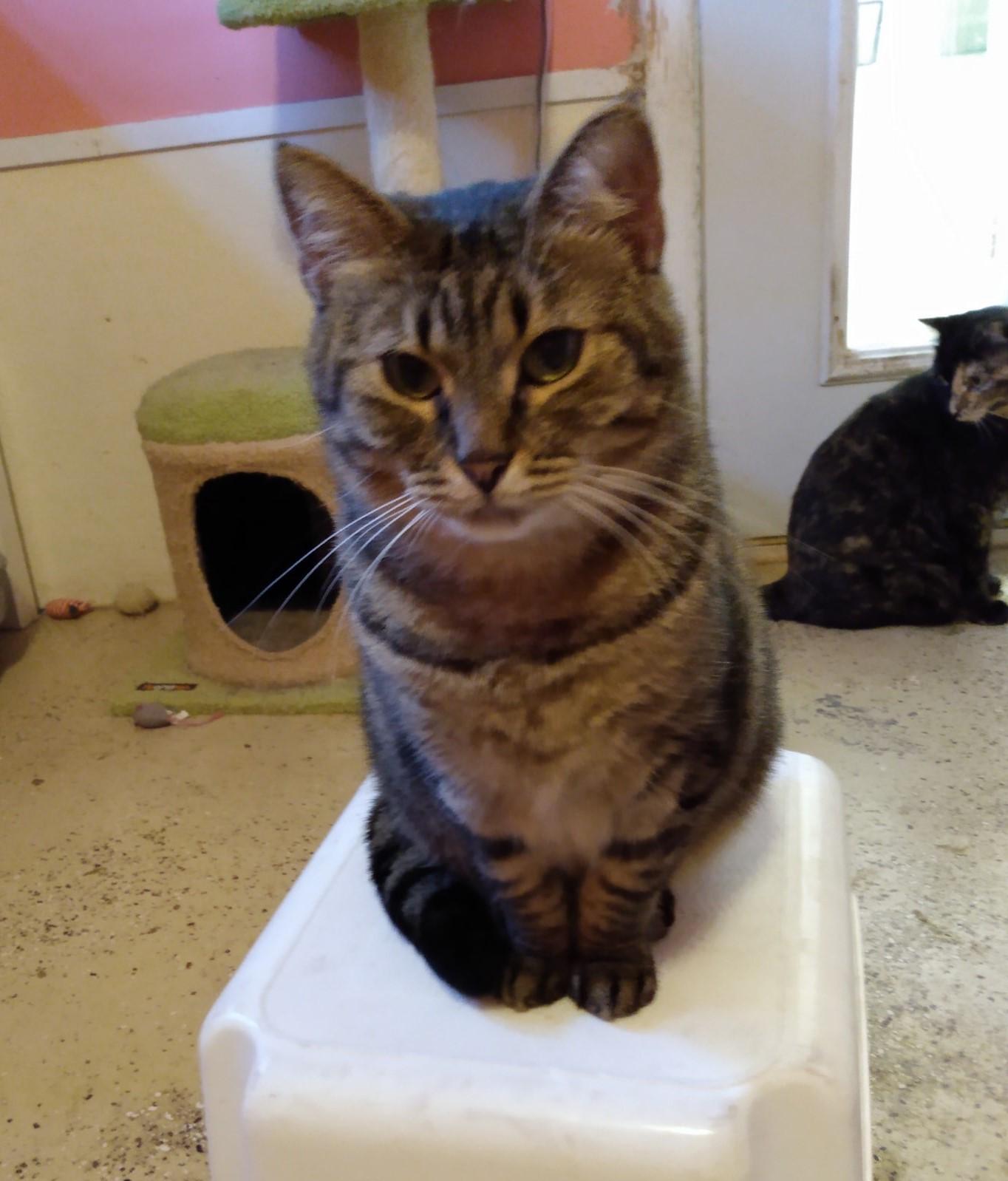 Kelce, Adoptable, Adult Female Domestic Short Hair.