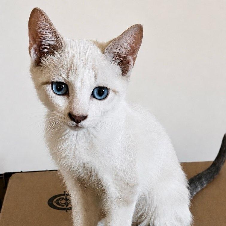 Enlarge Seven Up, a ADOPTABLE mixed breed in Phoenix , AZ image 4/4