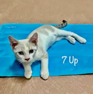 Enlarge Seven Up, a ADOPTABLE mixed breed in Phoenix , AZ image 2/4