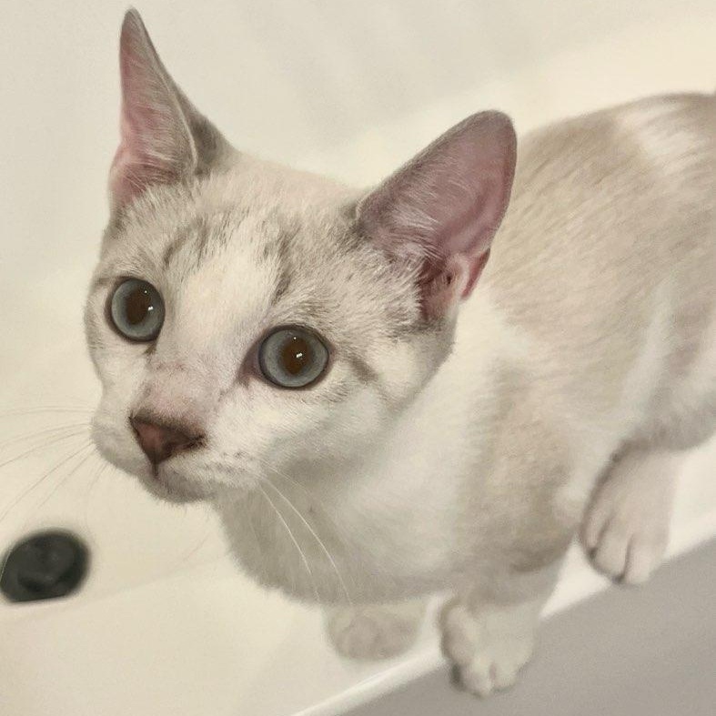 Seven Up, ADOPTABLE, Young Male Siamese.