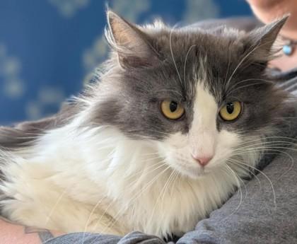 Enlarge Dahlia, a Adoptable mixed breed in La Harpe, KS image 2/3