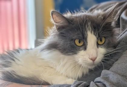 Dahlia, Adoptable, Adult Female Domestic Long Hair & Domestic Short Hair.