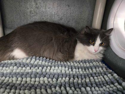 Enlarge Dahlia, a Adoptable mixed breed in La Harpe, KS image 3/3