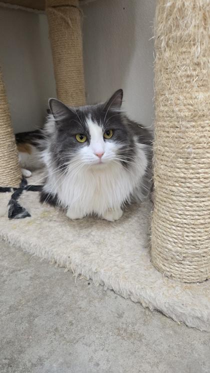 Enlarge Dahlia, a Adoptable mixed breed in La Harpe, KS image 2/4