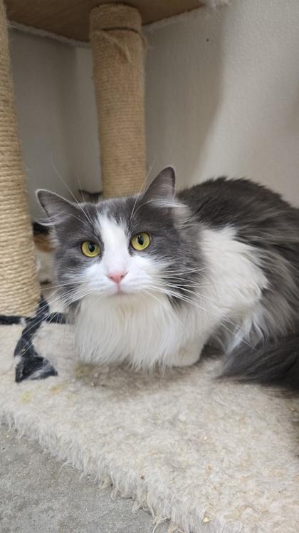 Enlarge Dahlia, a Adoptable mixed breed in La Harpe, KS image 4/4