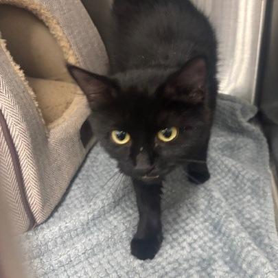 Enlarge Blot, a Adoptable Domestic Medium Hair in Bronson, FL image 1/1