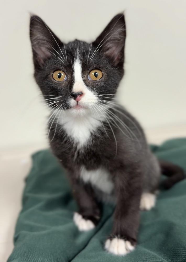 Enlarge Dumpty, a Adoptable mixed breed in Bemidji, MN image 2/2