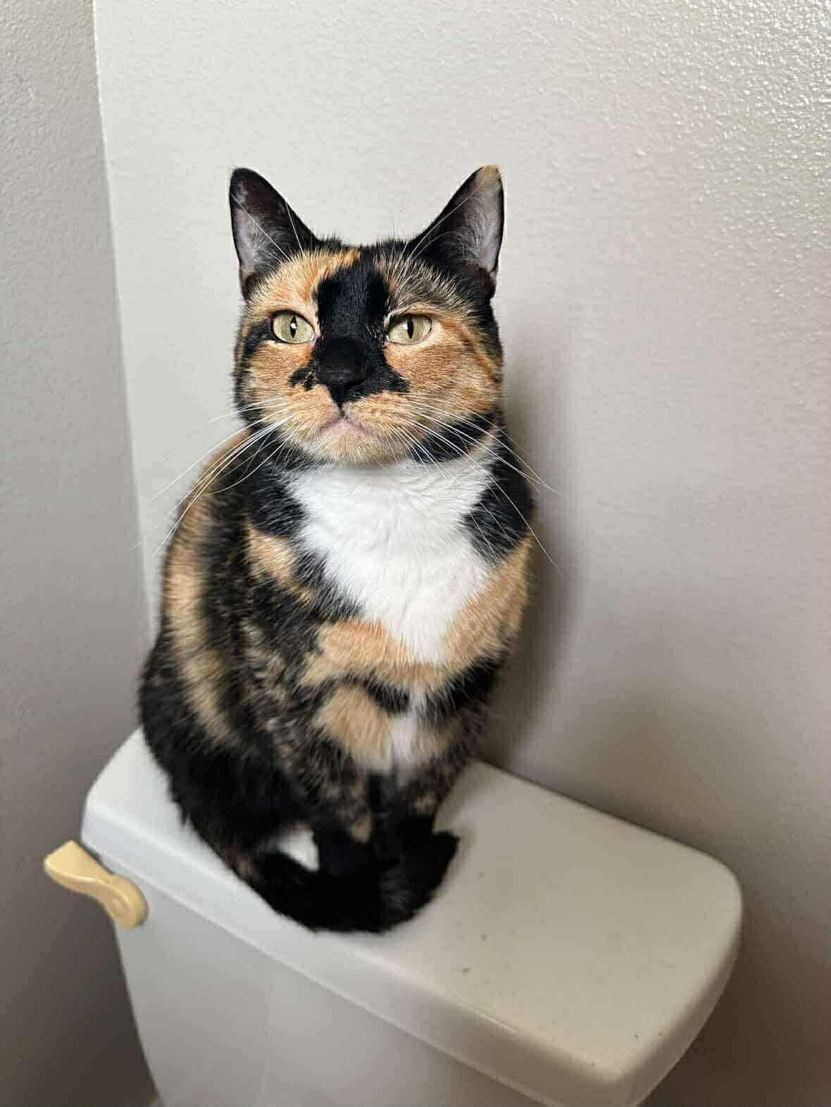 Enlarge Autumn , a ADOPTABLE Domestic Short Hair in Mount Pleasant, TX image 1/1