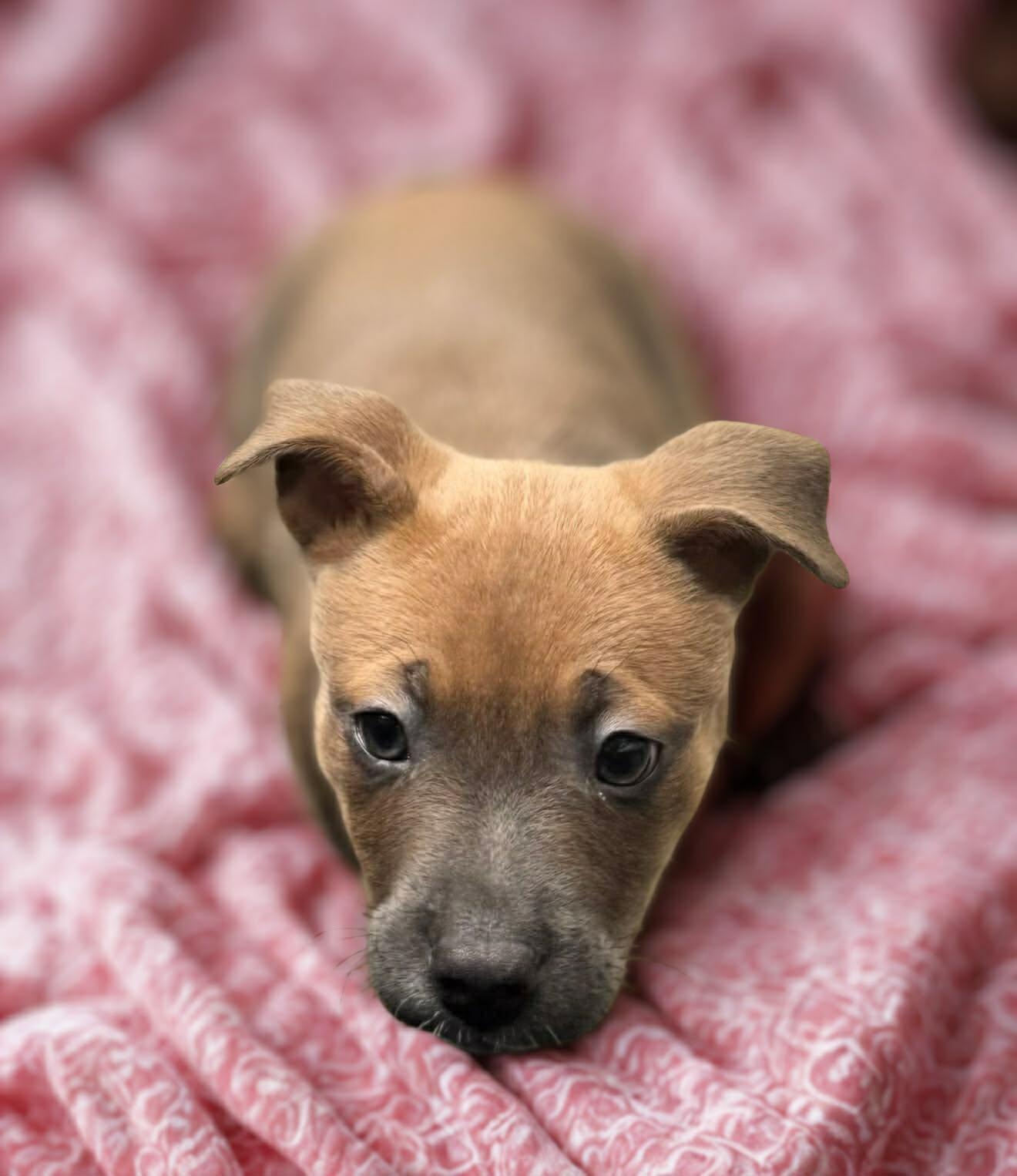 Enlarge Delilah, an adopted mixed breed in Wilmington, NC image 1/2