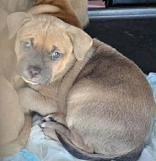 Enlarge Delilah, an adopted mixed breed in Wilmington, NC image 2/2