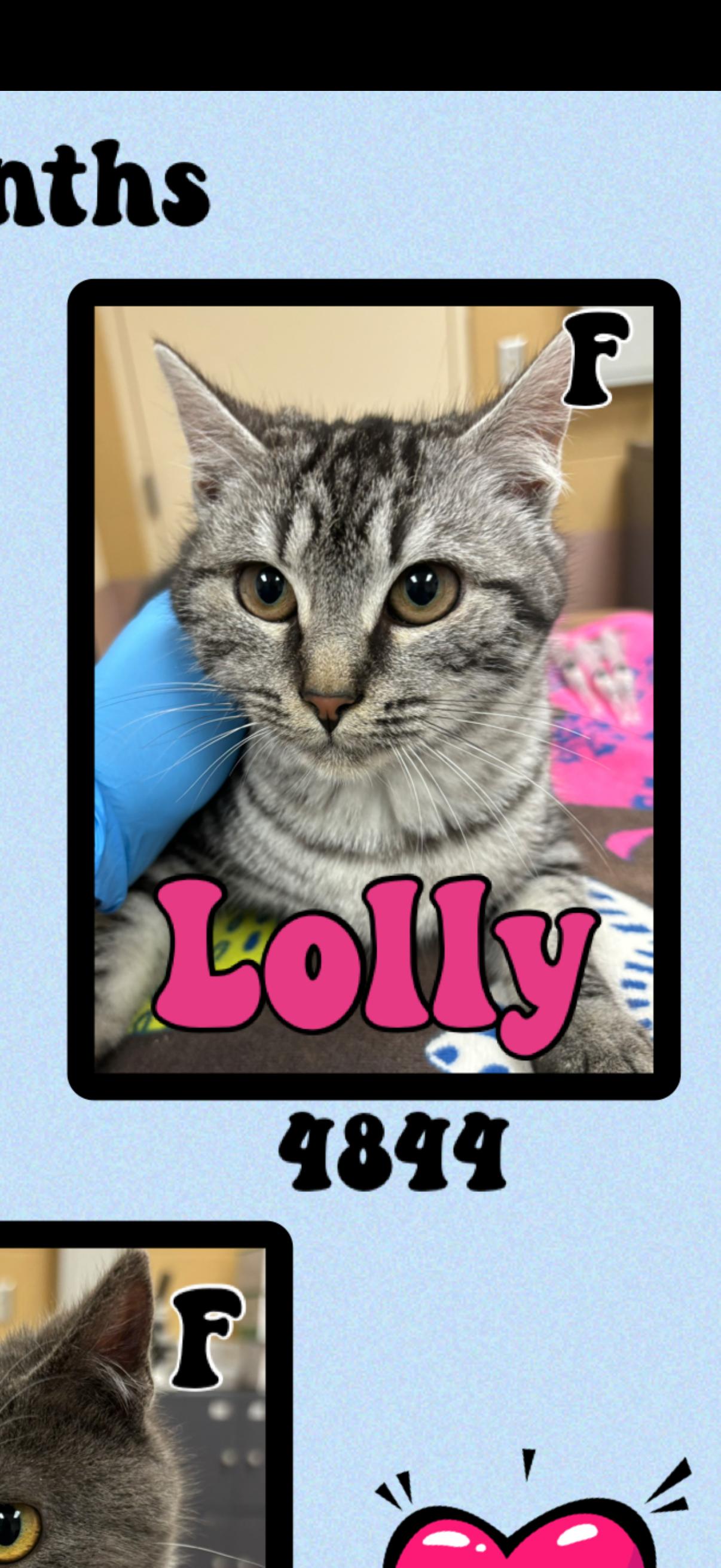 Lolly, adopted, Young Female American Shorthair.