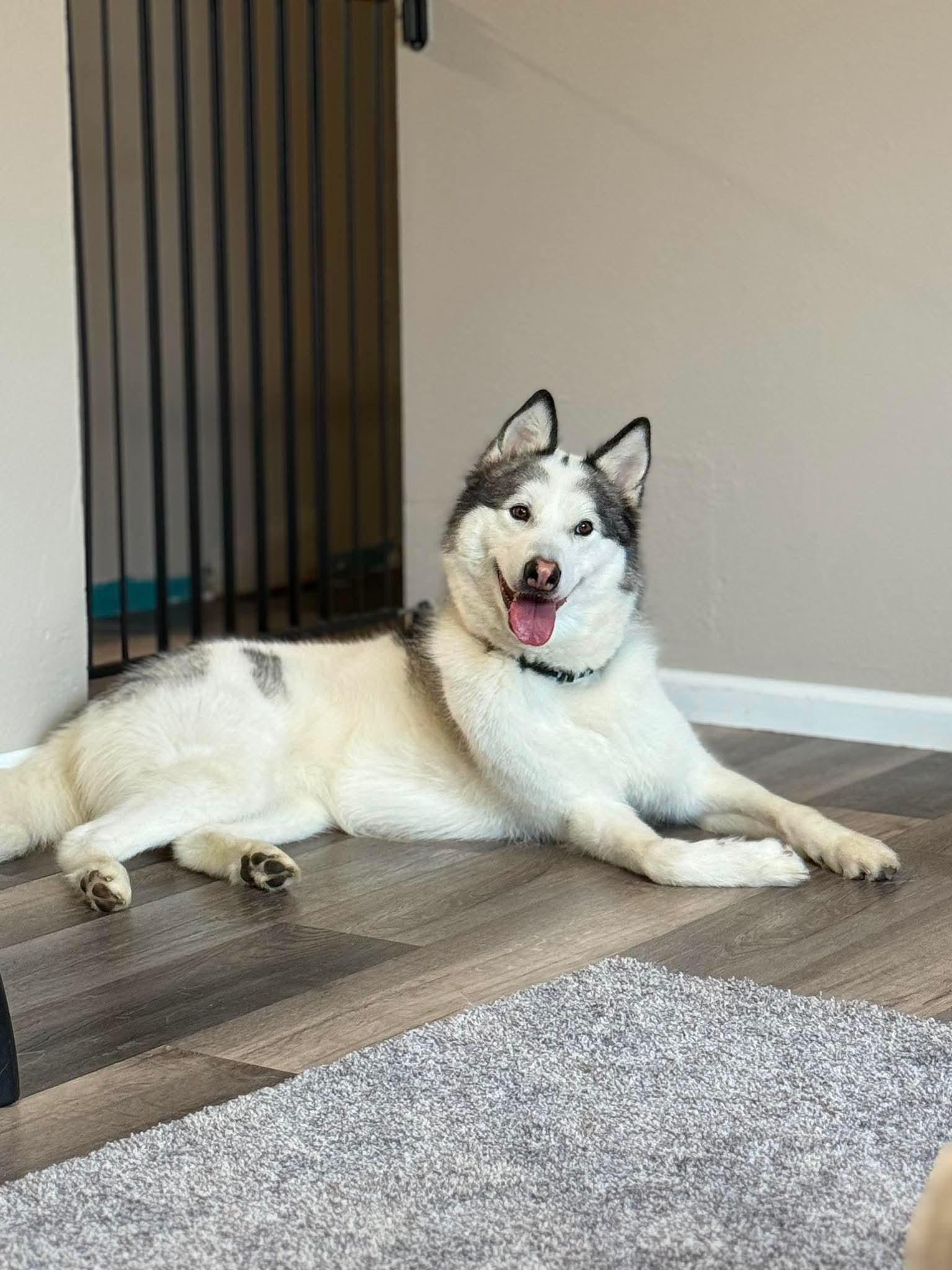 Enlarge Koda, a Adoptable Husky in Cedar Rapids, IA image 4/6