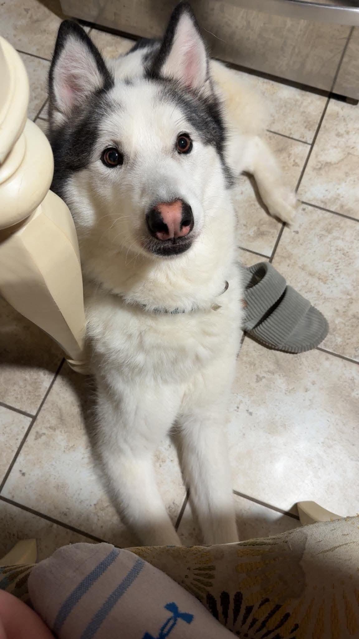 Enlarge Koda, a Adoptable Husky in Cedar Rapids, IA image 3/6
