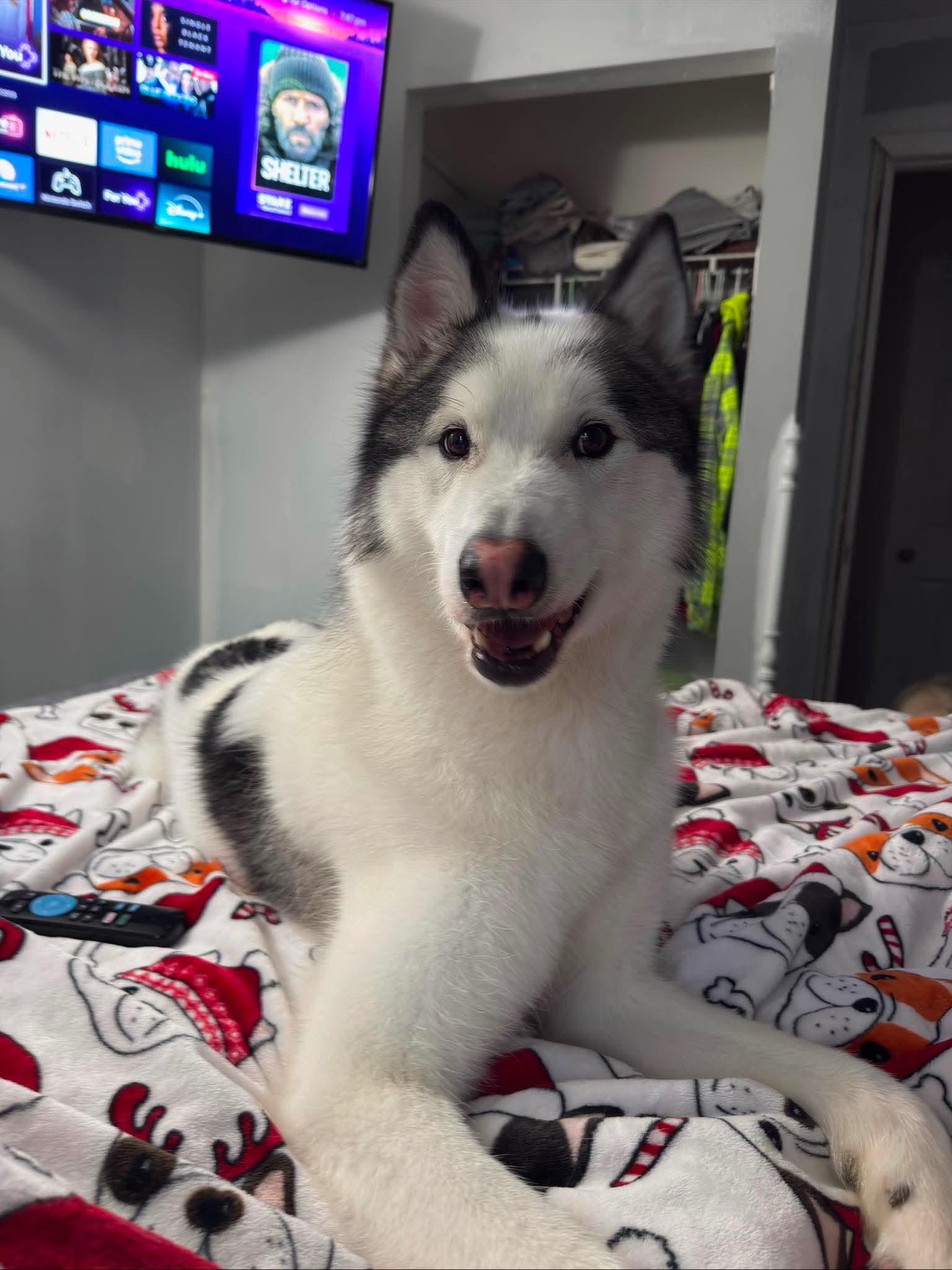 Koda, Adoptable, Adult Male Husky.