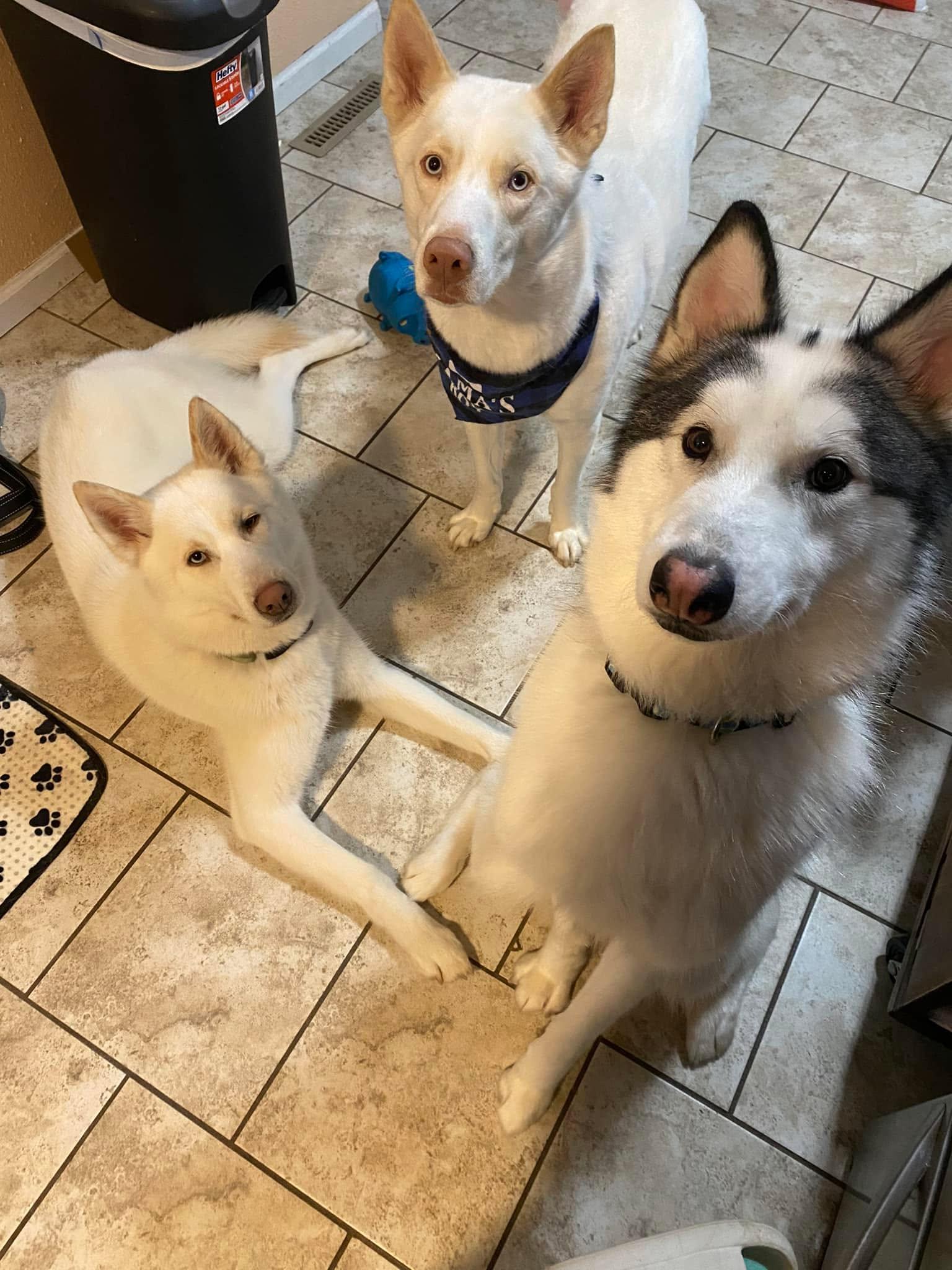 Enlarge Koda, a Adoptable Husky in Cedar Rapids, IA image 6/6