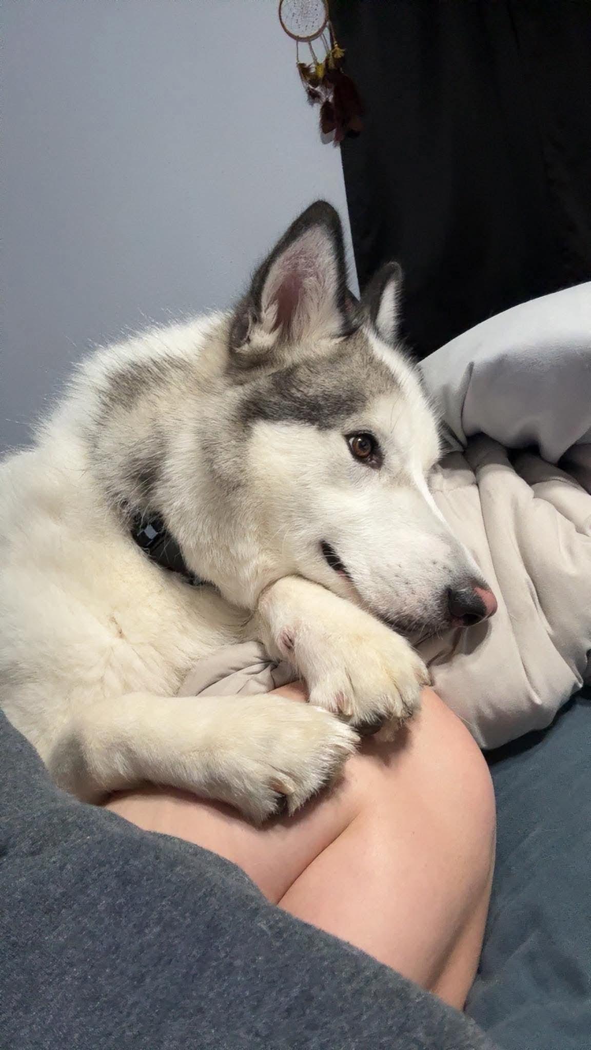 Enlarge Koda, a Adoptable Husky in Cedar Rapids, IA image 5/6