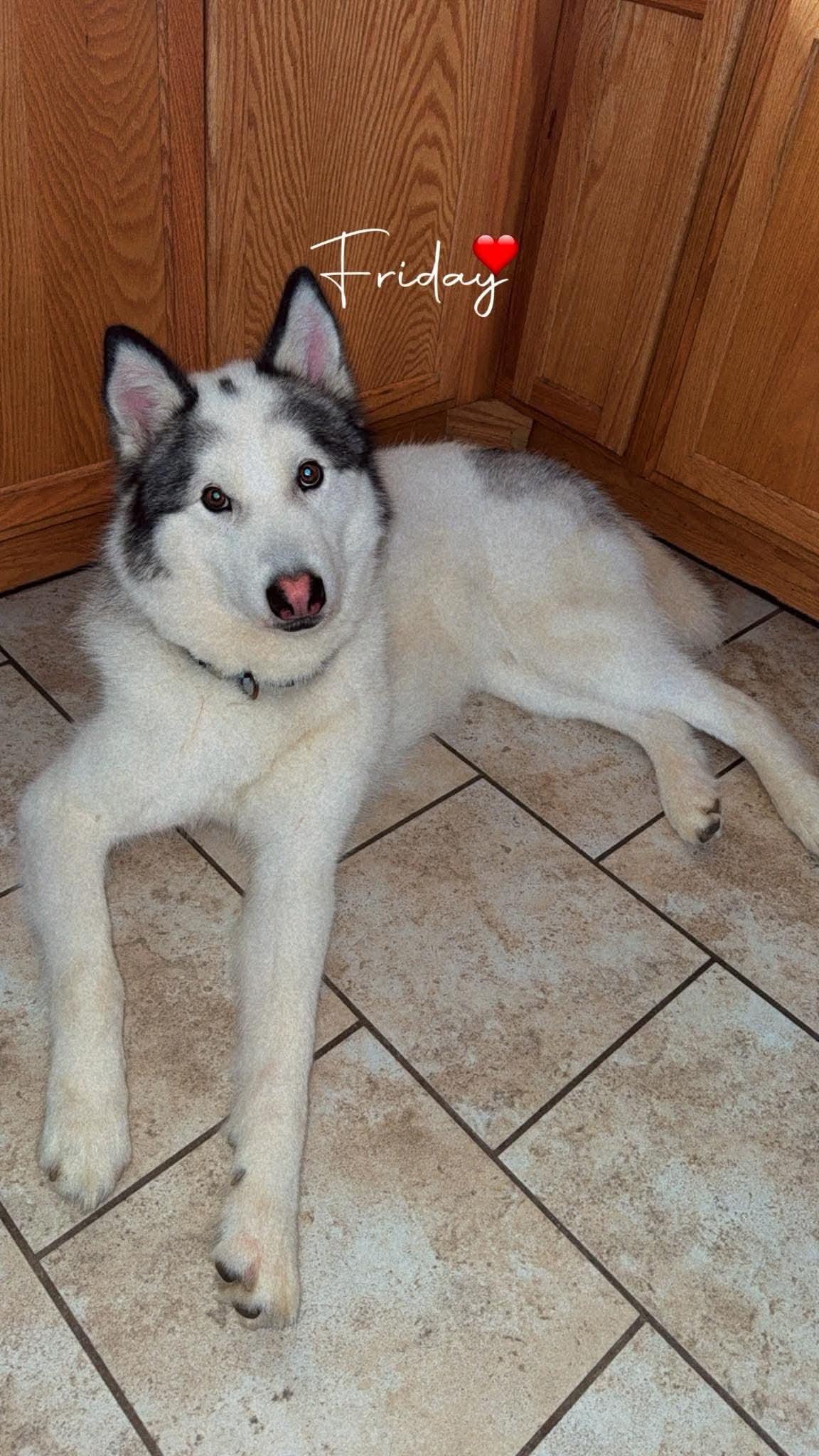 Enlarge Koda, a Adoptable Husky in Cedar Rapids, IA image 2/6