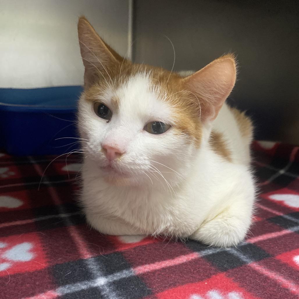 Jonny 2x4, Adoptable, Young Male Domestic Short Hair.