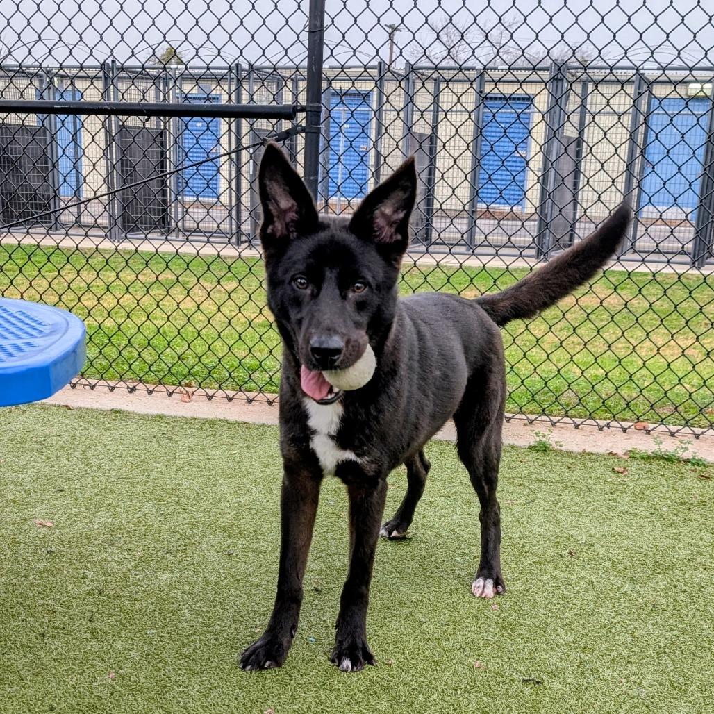 Enlarge Taquito, a Adoptable mixed breed in Bryan, TX image 1/6