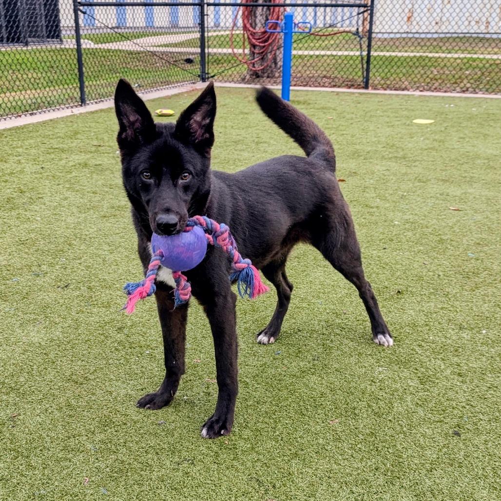 Enlarge Taquito, a Adoptable mixed breed in Bryan, TX image 2/6