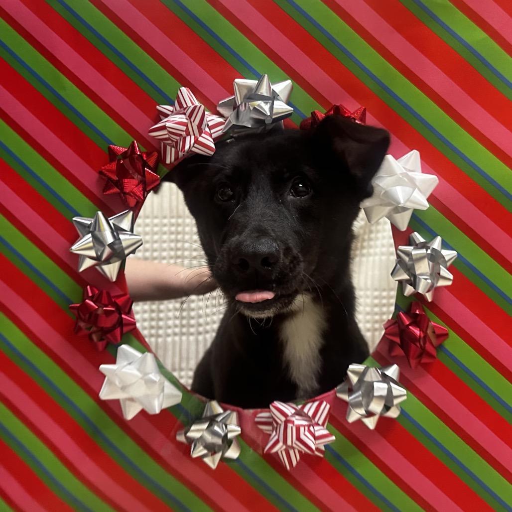 Taquito, Adoptable, Young Male Shepherd.