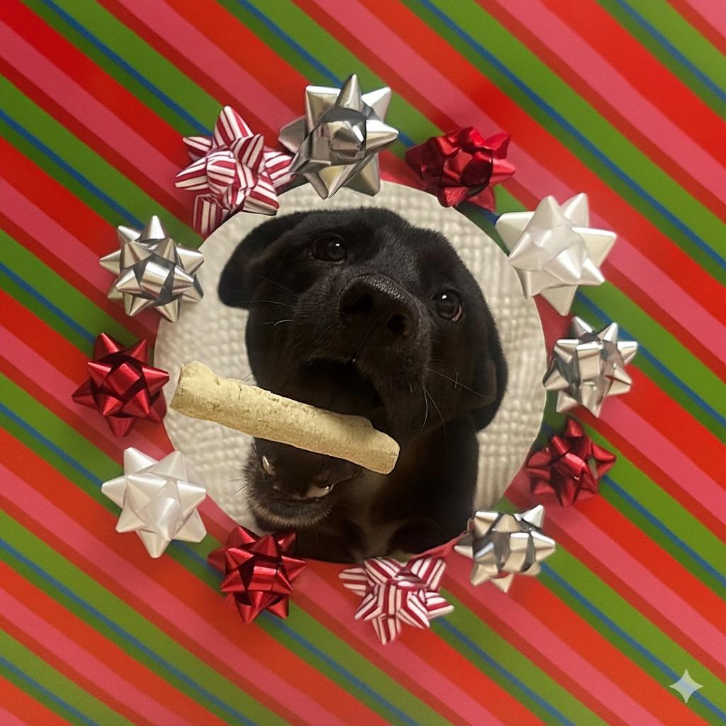 Enlarge Taquito, a Adoptable mixed breed in Bryan, TX image 2/5