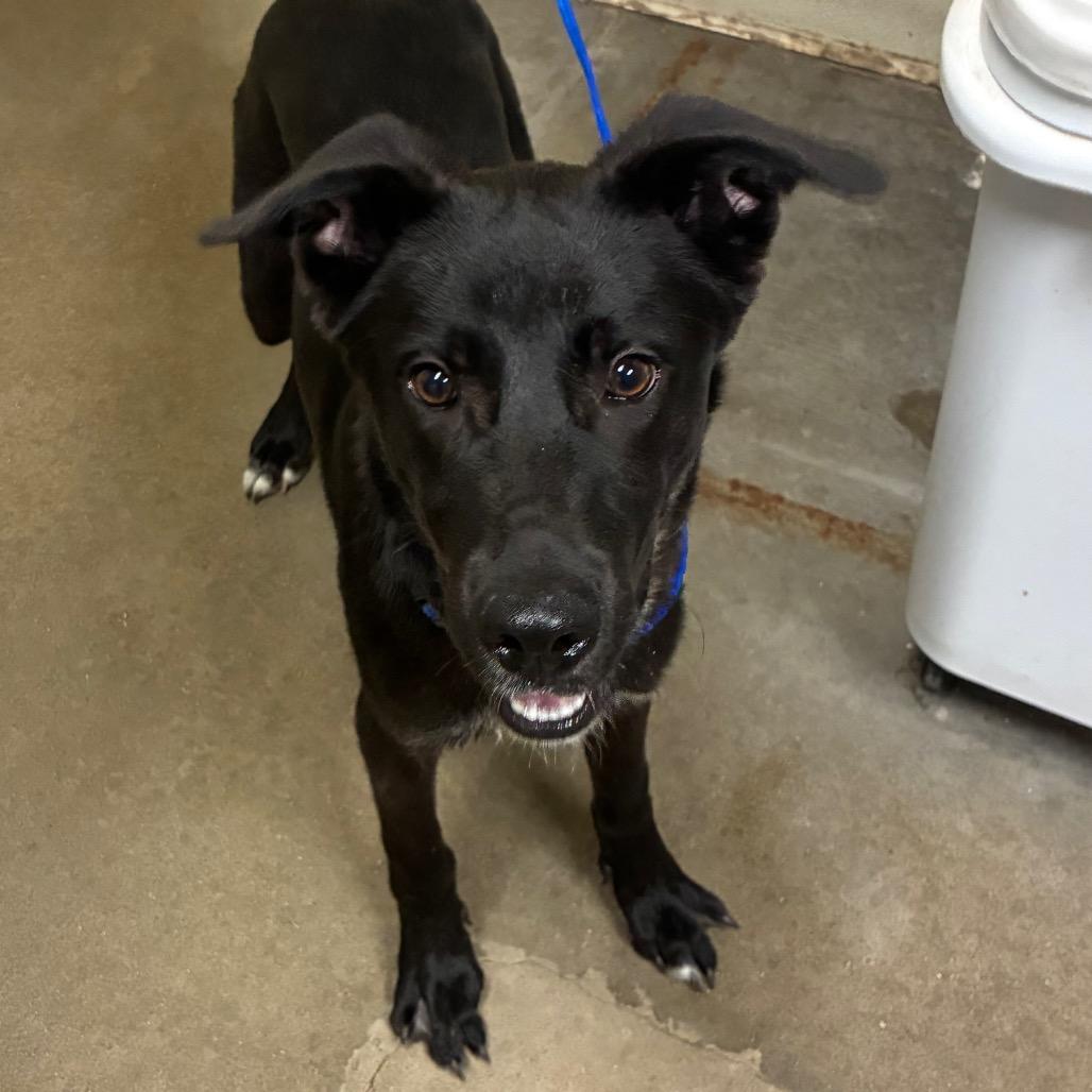 Enlarge Taquito, a Adoptable mixed breed in Bryan, TX image 3/5