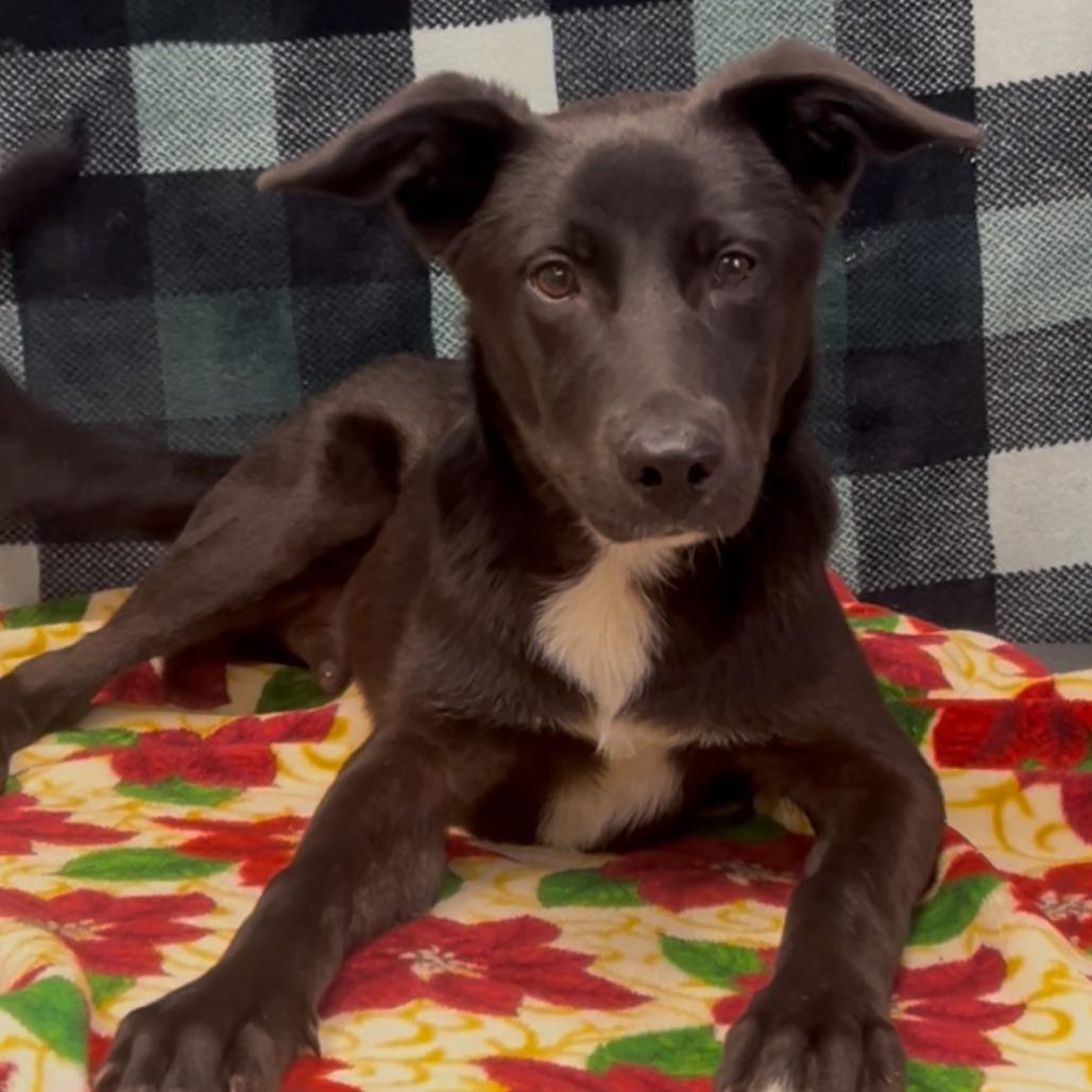 Enlarge Taquito, a Adoptable mixed breed in Bryan, TX image 4/5