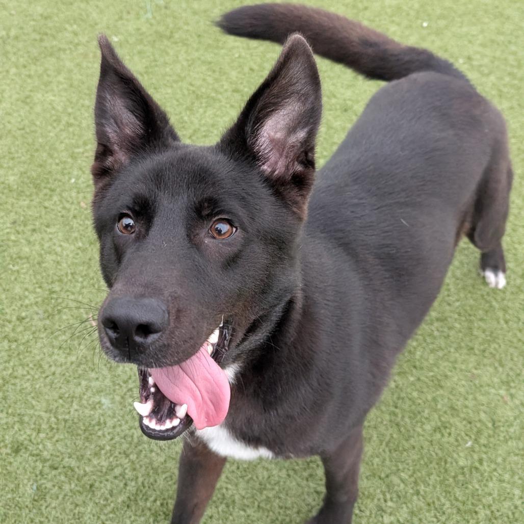 Enlarge Taquito, a Adoptable mixed breed in Bryan, TX image 6/6