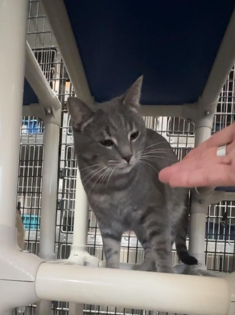 Enlarge Kazoo, a ADOPTABLE Domestic Medium Hair in Okanogan, WA image 1/1