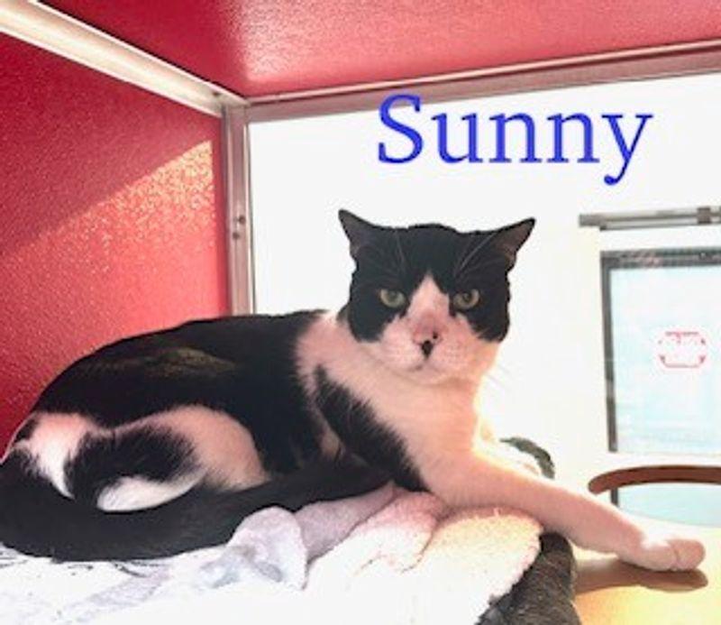 Sunny, Adoptable, Adult Male Domestic Short Hair.