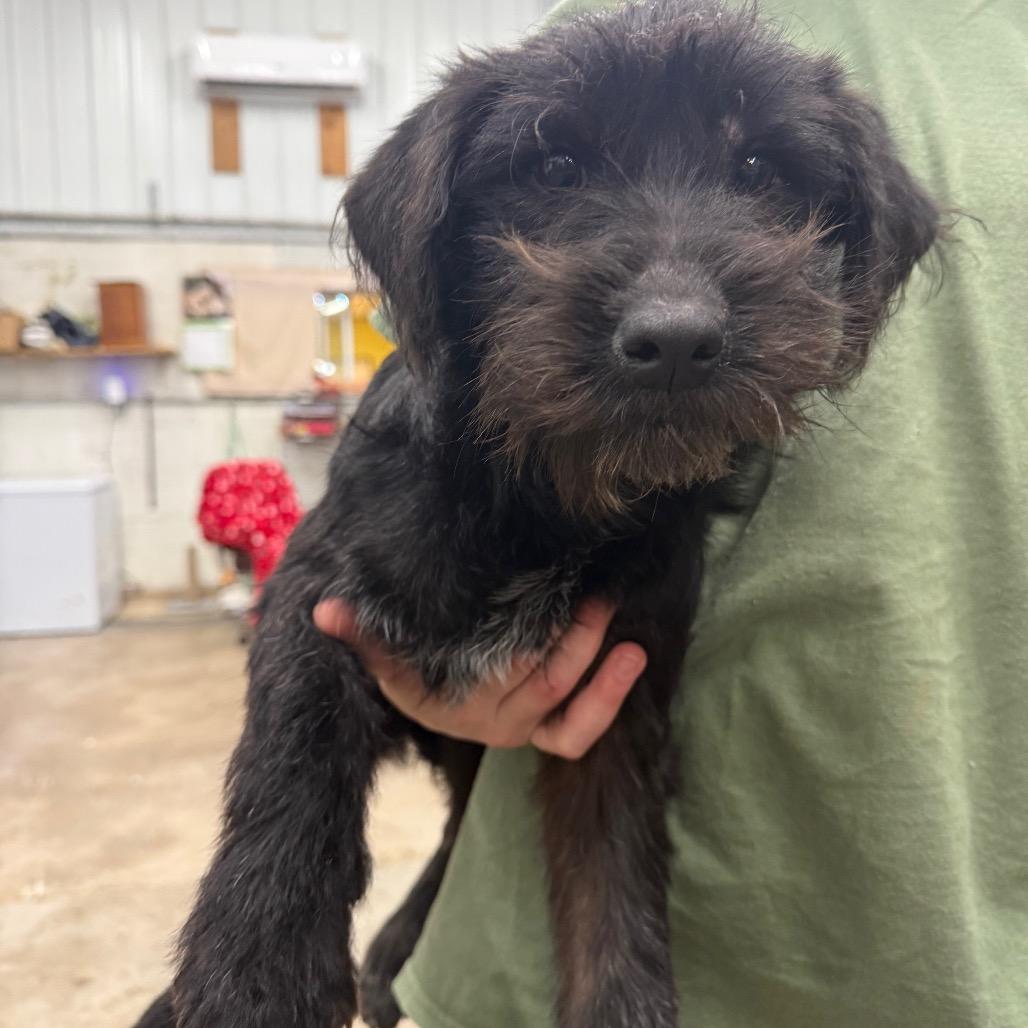 Shaq, Adoptable, Young Male Mixed Breed.