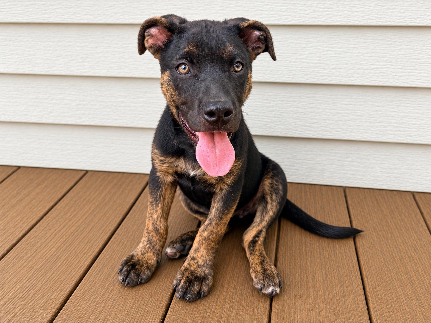 Enlarge Sebastian, a Adoptable mixed breed in Chickamauga, GA image 1/5