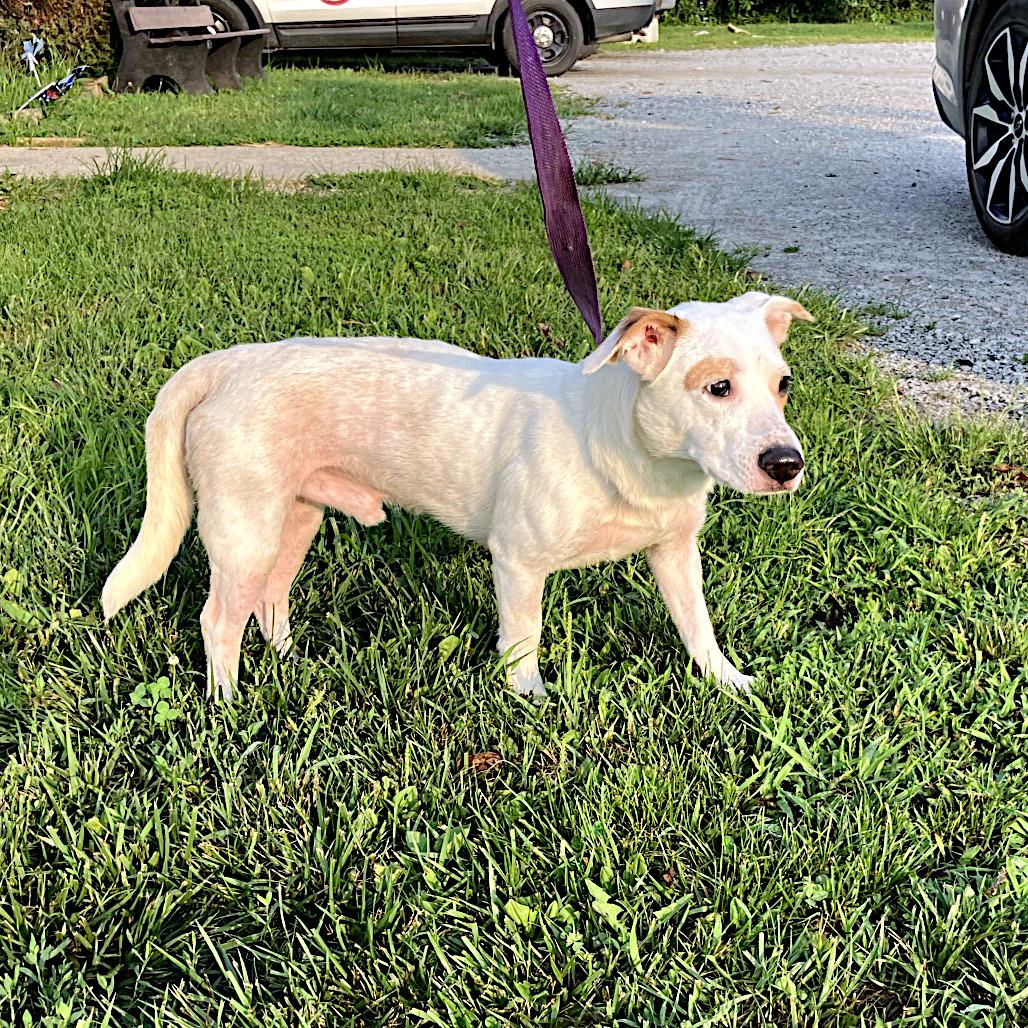 Butch, a ADOPTABLE mixed breed in Sulphur, KY image 3/3