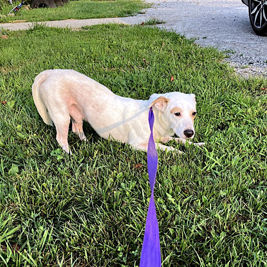 Butch, a ADOPTABLE mixed breed in Sulphur, KY image 2/3