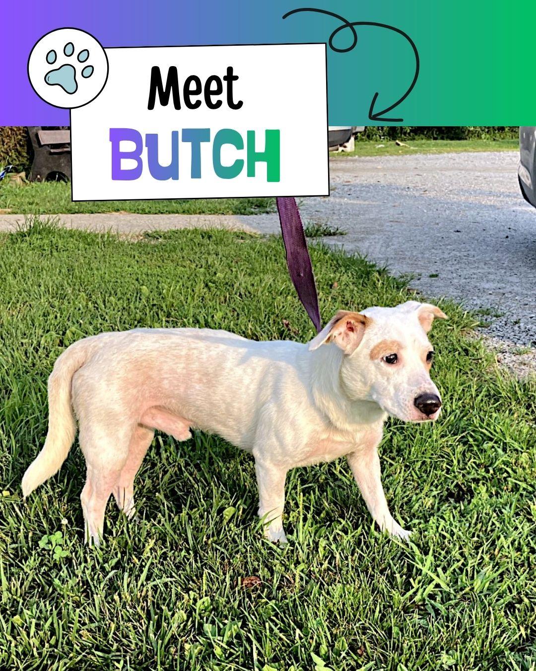 Butch, ADOPTABLE, Young Male Jack Russell Terrier & Australian Cattle Dog / Blue Heeler.