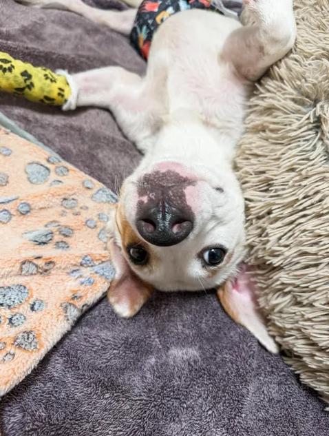 Enlarge Butch, a ADOPTABLE mixed breed in Sulphur, KY image 2/5