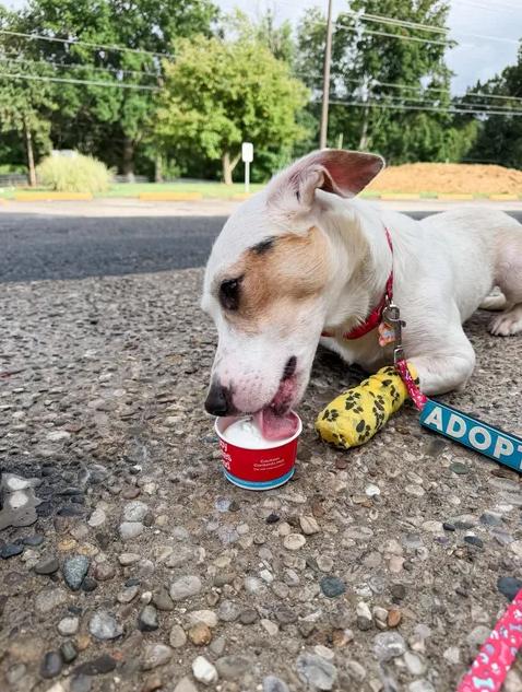 Enlarge Butch, a ADOPTABLE mixed breed in Sulphur, KY image 5/5