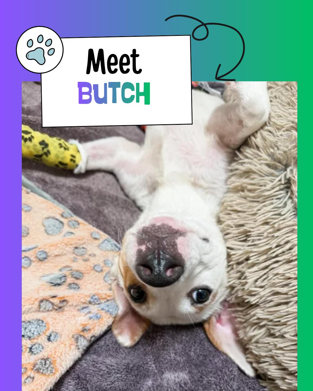 Enlarge Butch, a ADOPTABLE mixed breed in Sulphur, KY image 1/5