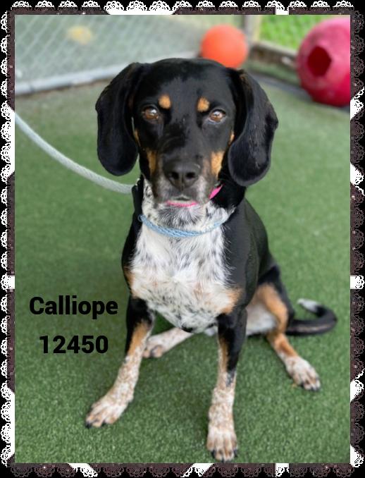 CALLIOPE