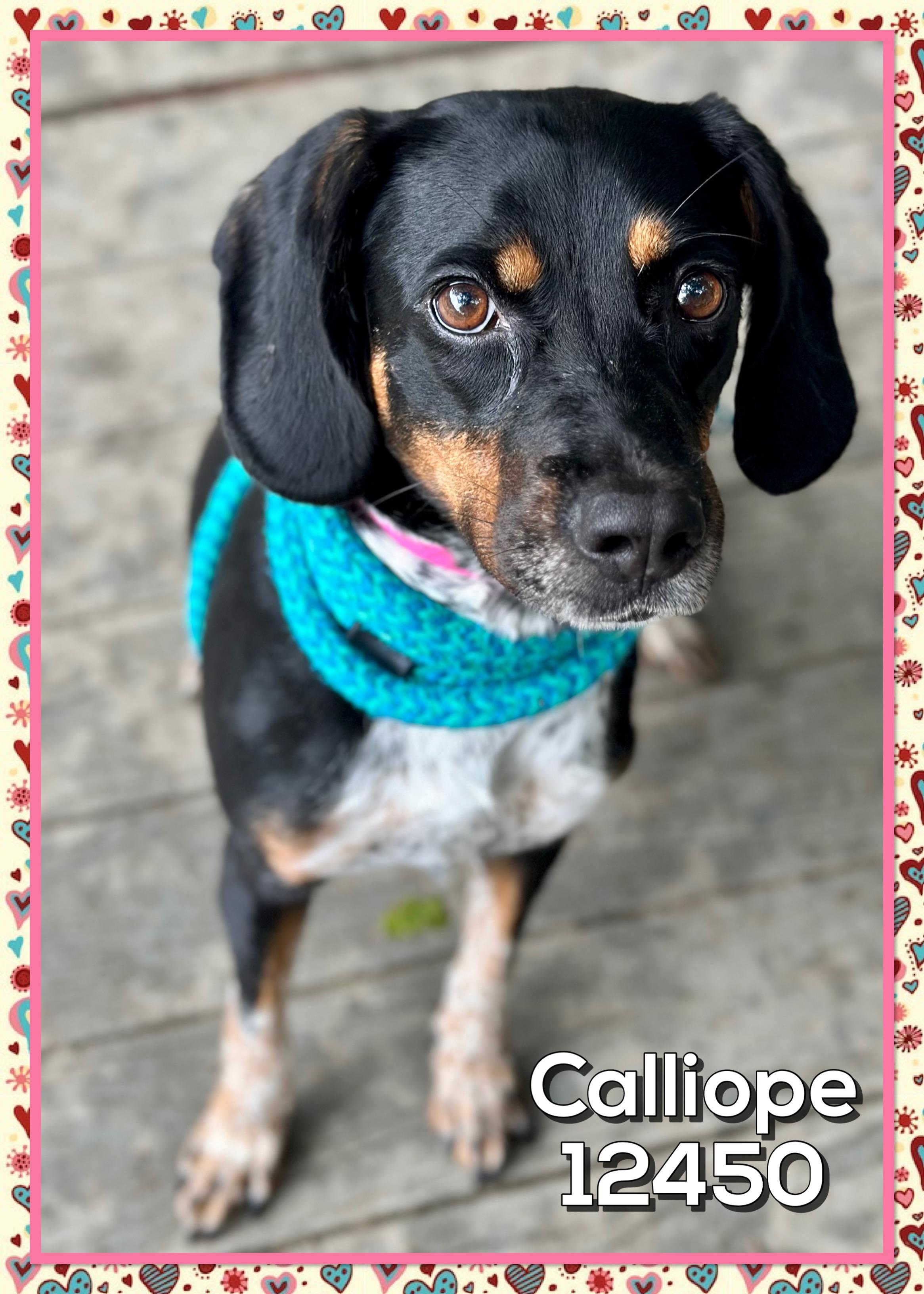 CALLIOPE