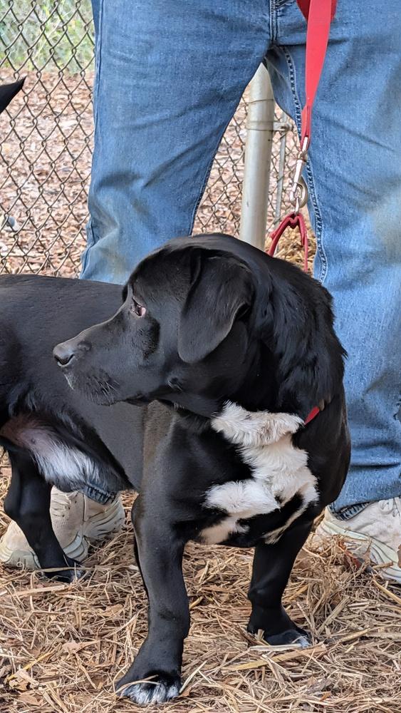 Enlarge 7693 Stubbie, a Adoptable mixed breed in Hartwell, GA image 2/3