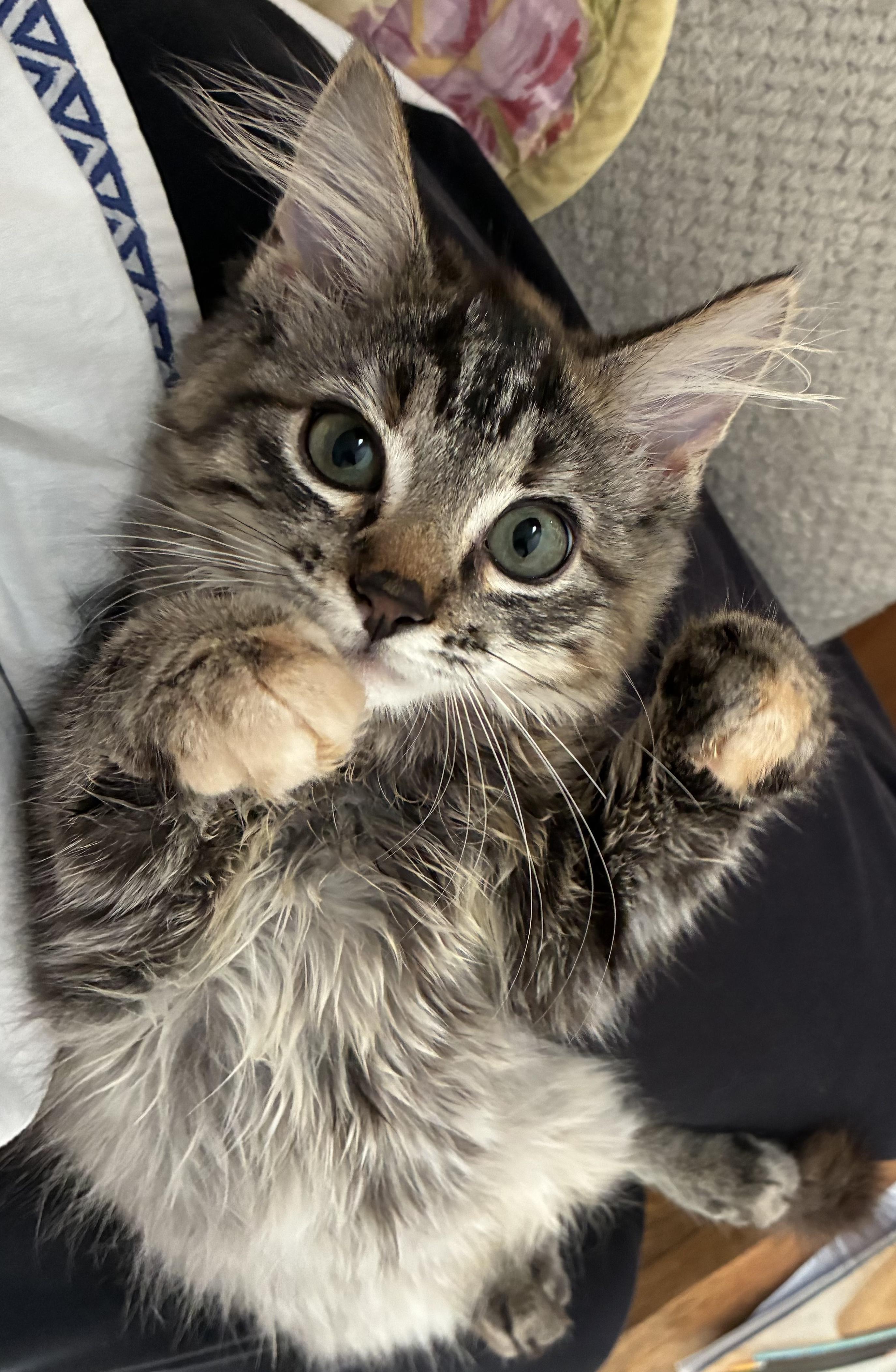 Enlarge Amelia - Kitten Available September 28, a Adopted Domestic Long Hair in Upper Sandusky, OH image 2/5