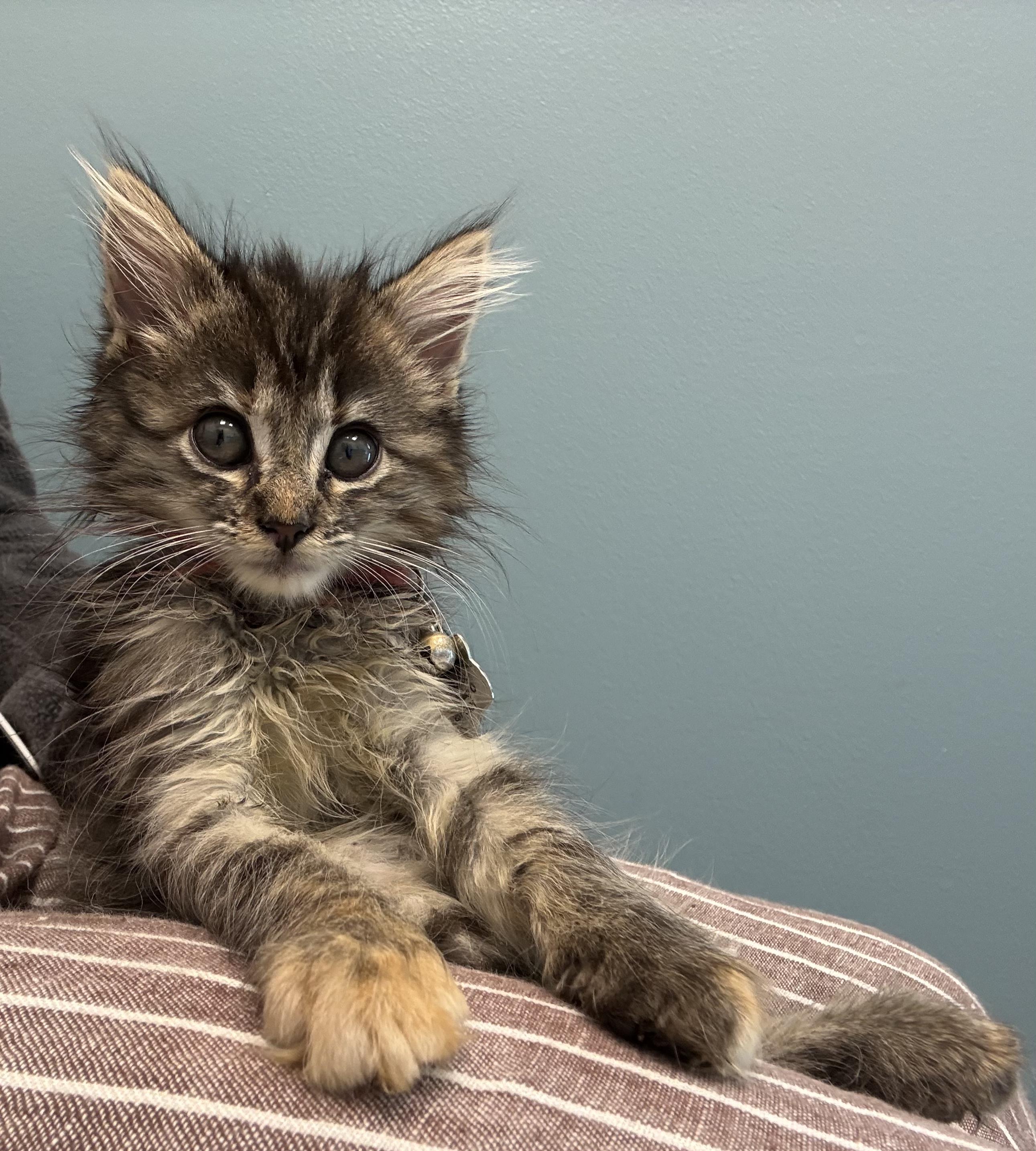Enlarge Amelia - Kitten Available September 28, a Adopted Domestic Long Hair in Upper Sandusky, OH image 3/5