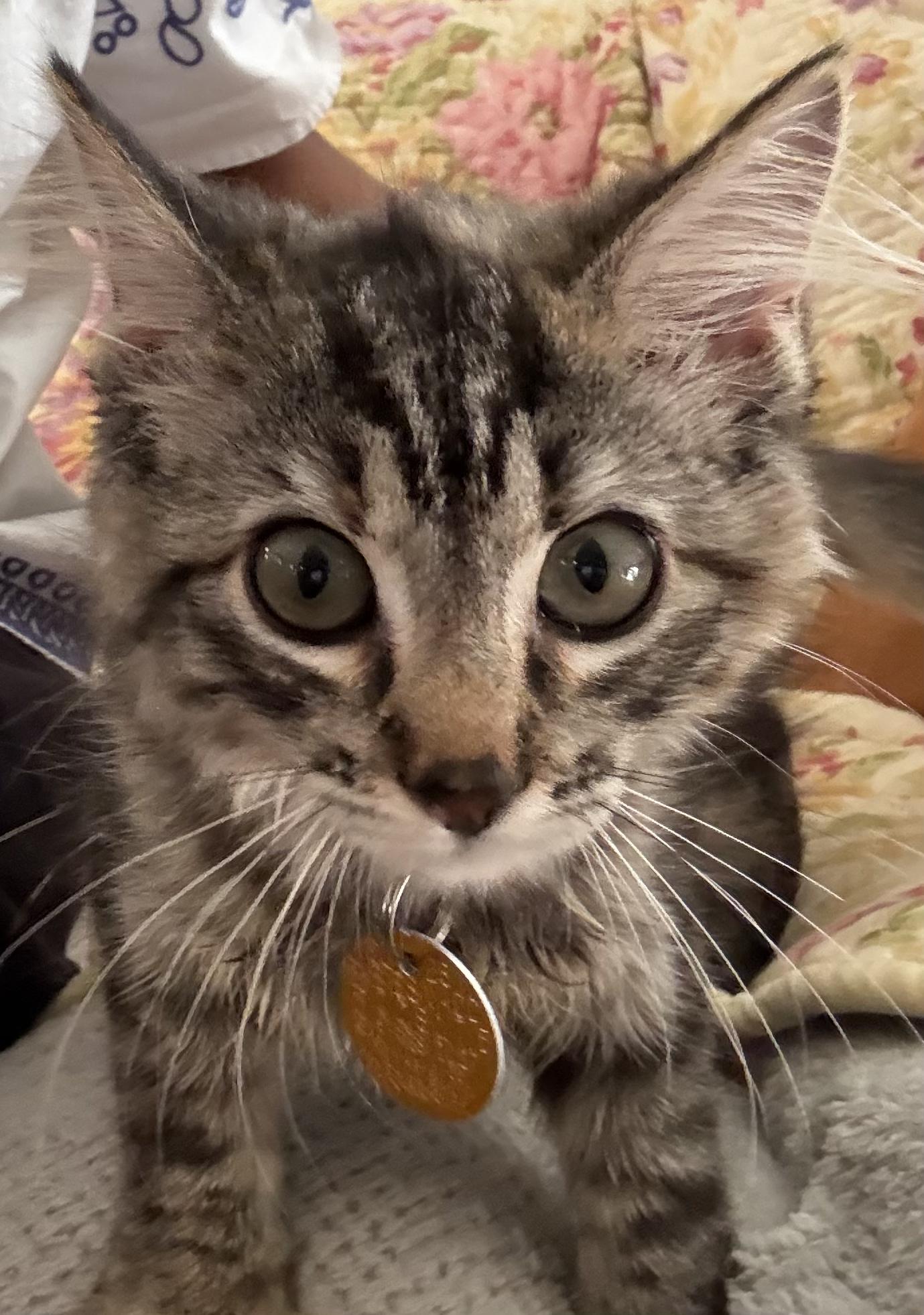 Enlarge Amelia - Kitten Available September 28, a Adopted Domestic Long Hair in Upper Sandusky, OH image 4/5
