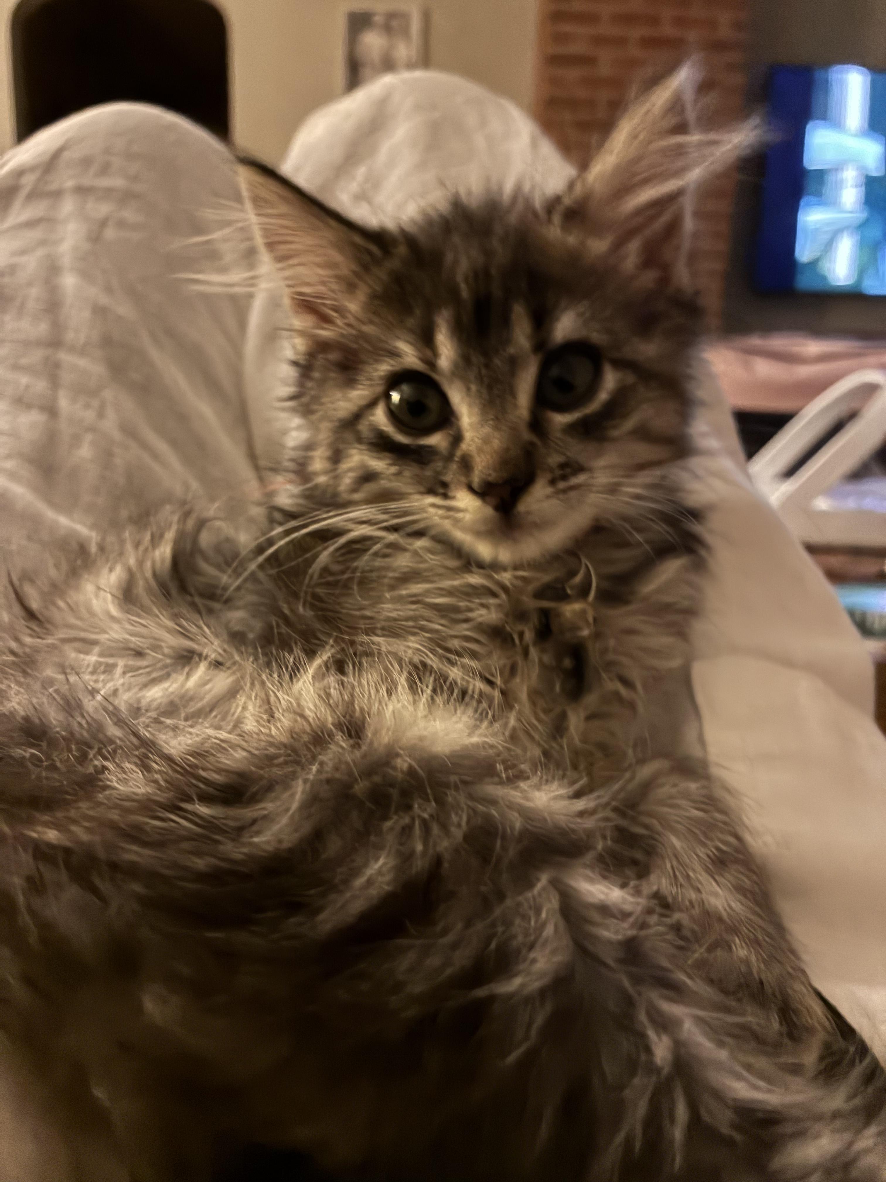 Enlarge Amelia - Kitten Available September 28, a Adopted Domestic Long Hair in Upper Sandusky, OH image 1/5